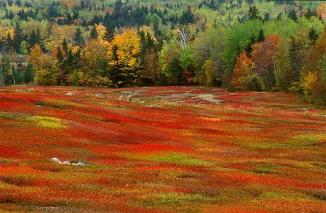 Blueberry Field In The Fall