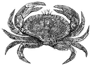 Crab zodiac sign