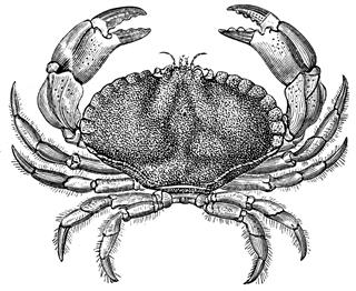 Astrological sign crab
