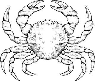 crab horoscope symbol