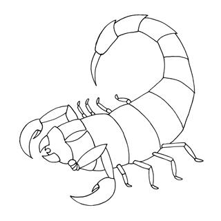 Vector Outline Illustration Scorpion