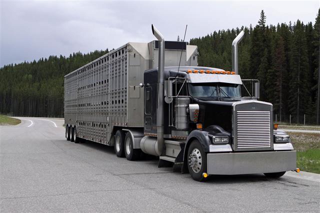 Cattle Carrier