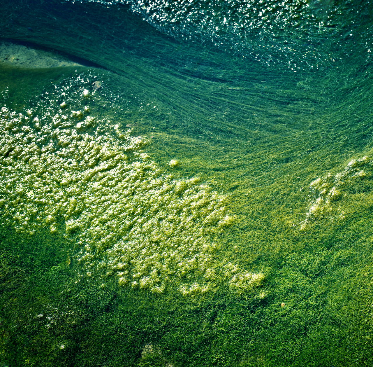 Фитопланктон в океане. Цианобактерии сине-зеленые водоросли. Фитопланктон зеленые водоросли. Цианобактерии эвтрофикация. Цианеи водоросли.