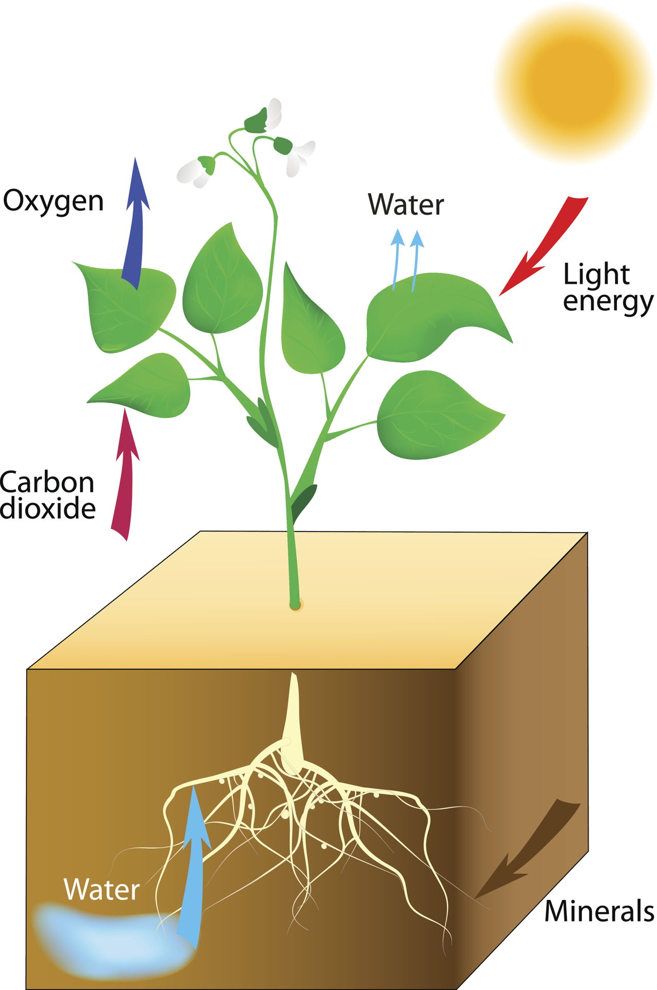 Photosynthesis Process for Kids Simplified for Easy ...