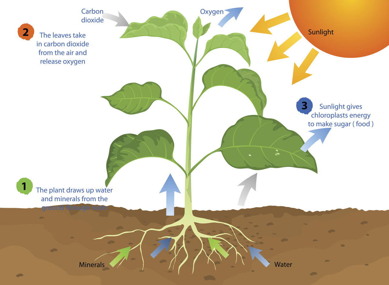 All You Need to Know About Photosynthesis and Cellular ...