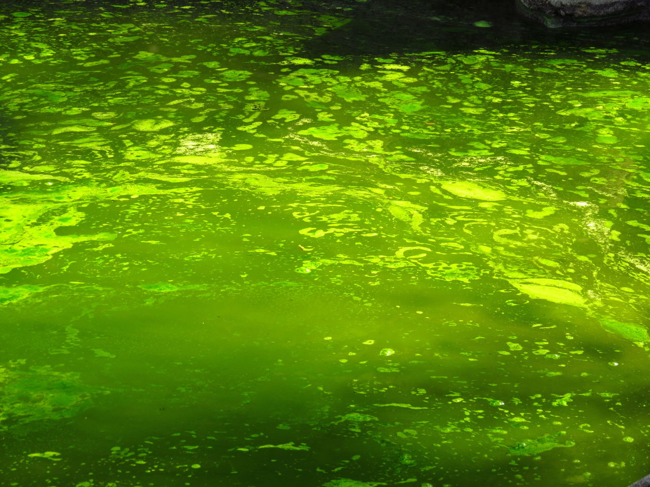 Facts about Green Algae - Biology Wise