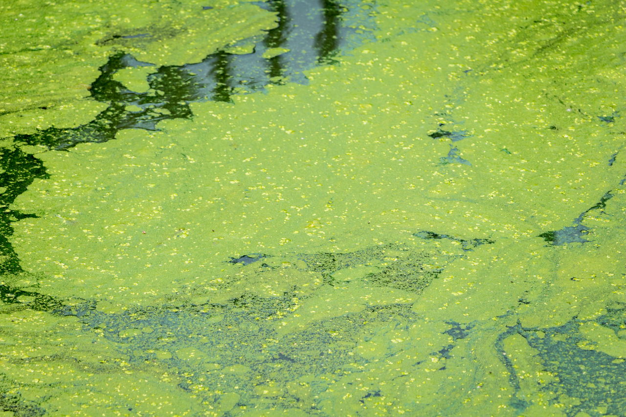 Зеленые воды что делать. Зеленая вода. Зеленые организмы в воде. Водно-зеленые системы. Орлик зеленая вода.