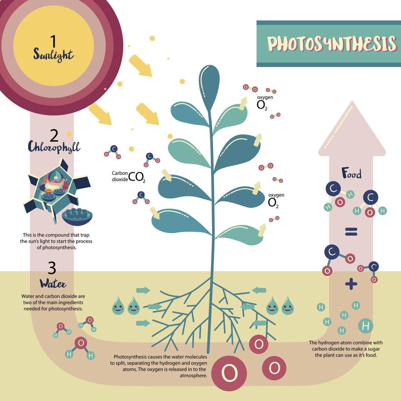 a step-by-step guide to understand the process of photosynthesis