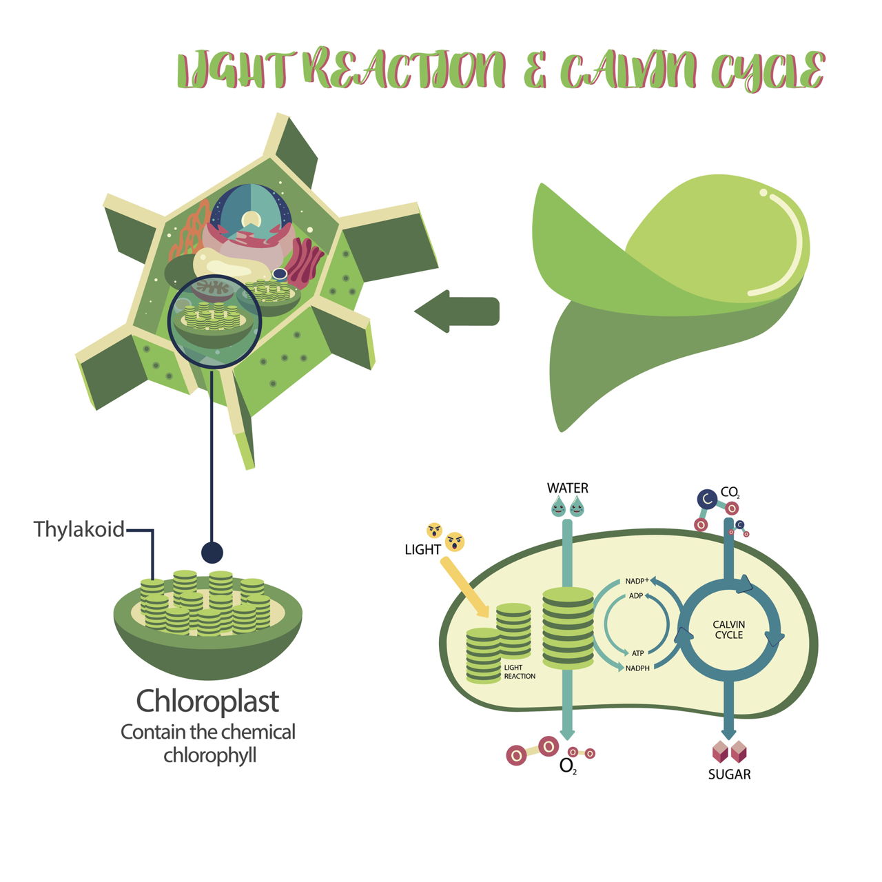All You Need To Know About Photosynthesis And Cellular Respiration Biology Wise