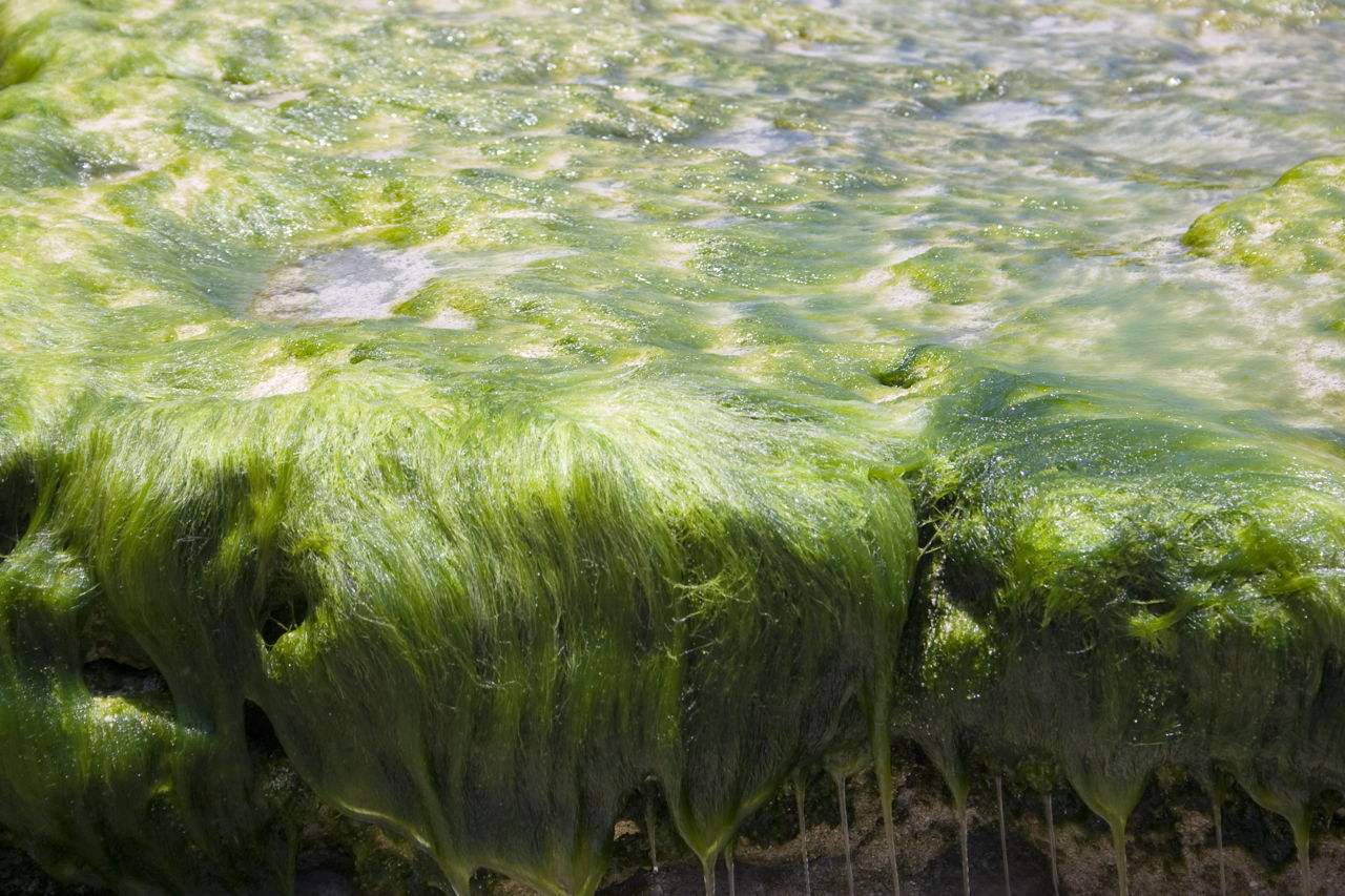 Зелёные водоросли едят