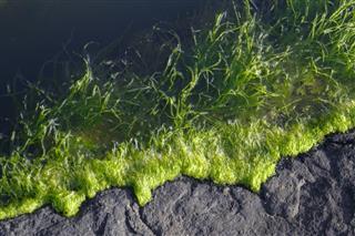 Green Algae Abstract