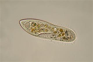 Paramecium Caudatum Micrograph