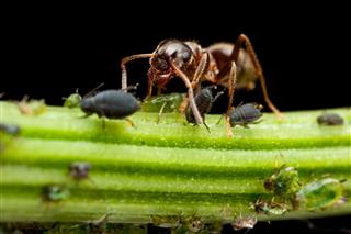 Ant Milking Lice