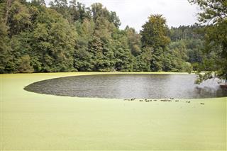 Flock Of Ducks On The Algae Pond