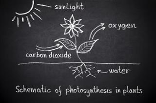 Photosynthesis Biology Lesson