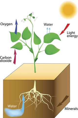 Schematic Of Photosynthesis In Plants