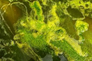 Water Surface With Algae