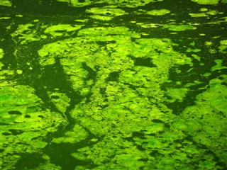 Water Algae At Green Water Surface