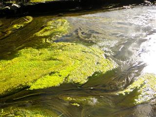 Green Algae On A Surface Of The Lake