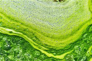 Polluted Water With Algae Green And Yellow Colors