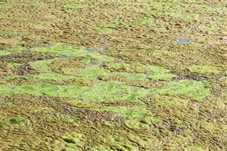 Algae On A Boggy Surface
