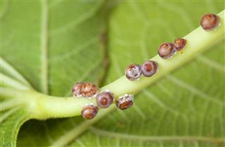Ceroplastes Rusci Fig Tree Parasite