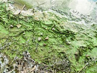 Green Algae Pollution On A River