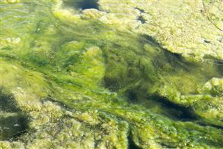 Green Algae Patterns On The Water