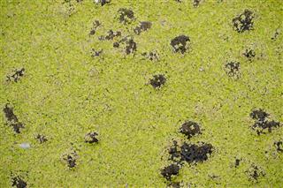 Algae And Wastes On A Pond