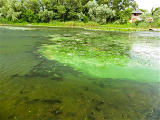 Green Algae Pollution