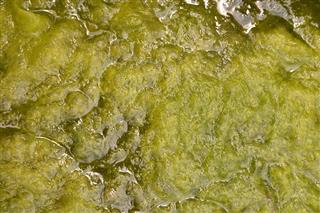Moss Thallophytic Plant Lichen Algae