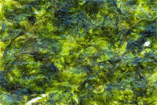 Green Alga Background And Textured