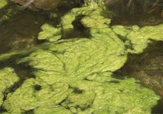 Green Algae Cluster