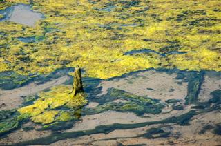 Algae In Swamps