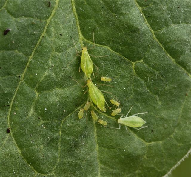 Greenfly And Their Young