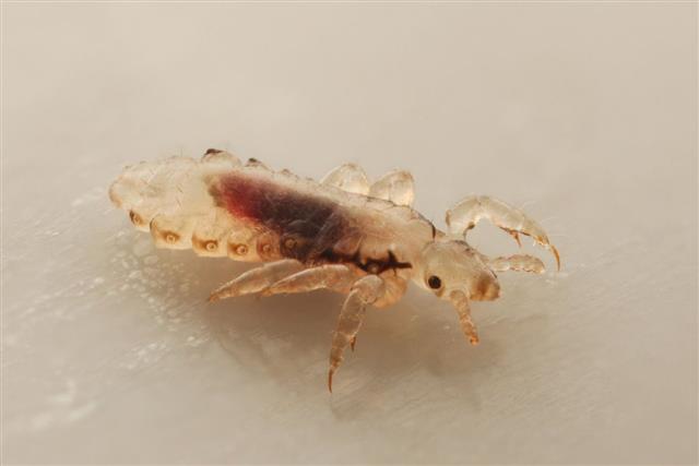 Head Lice Isolated