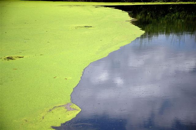 Algae Floating On The Surface Of River