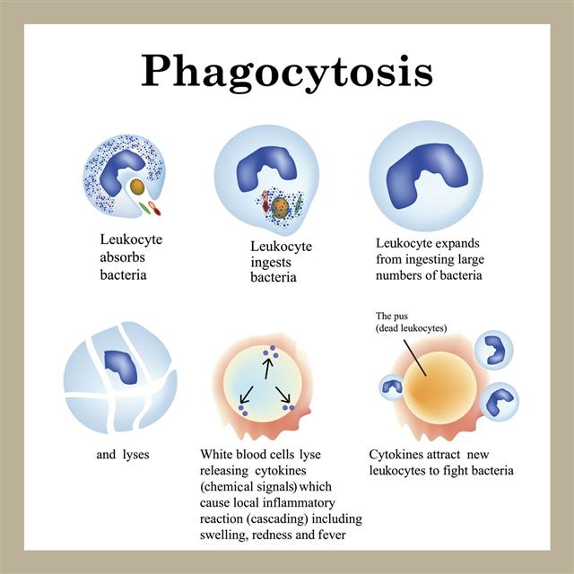 Phagocytosis Process