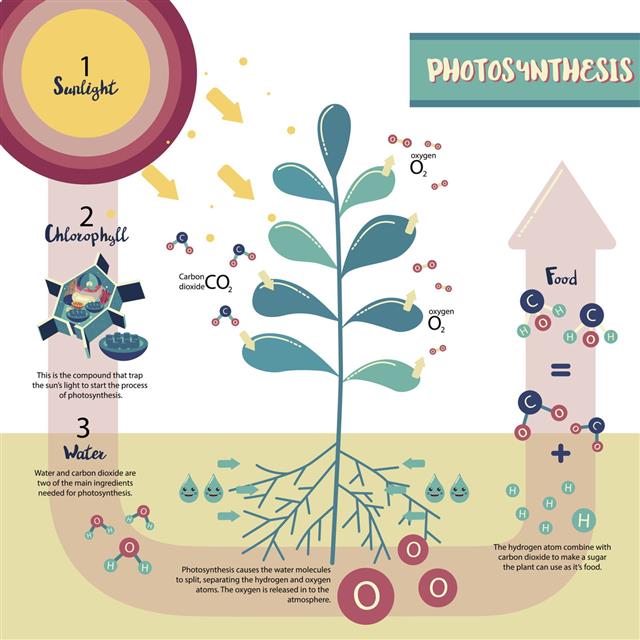 Photosynthesis Plant Cell Diagram