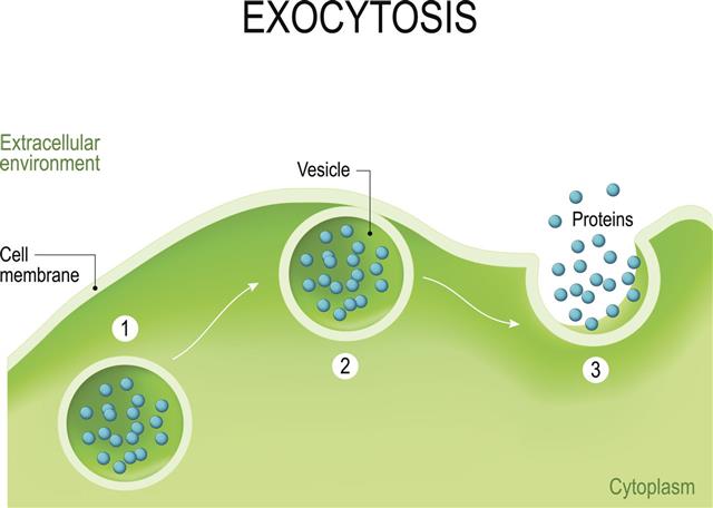 Exocytosis Vesicles