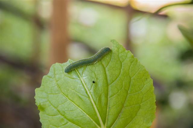 Worms Eat Leaves