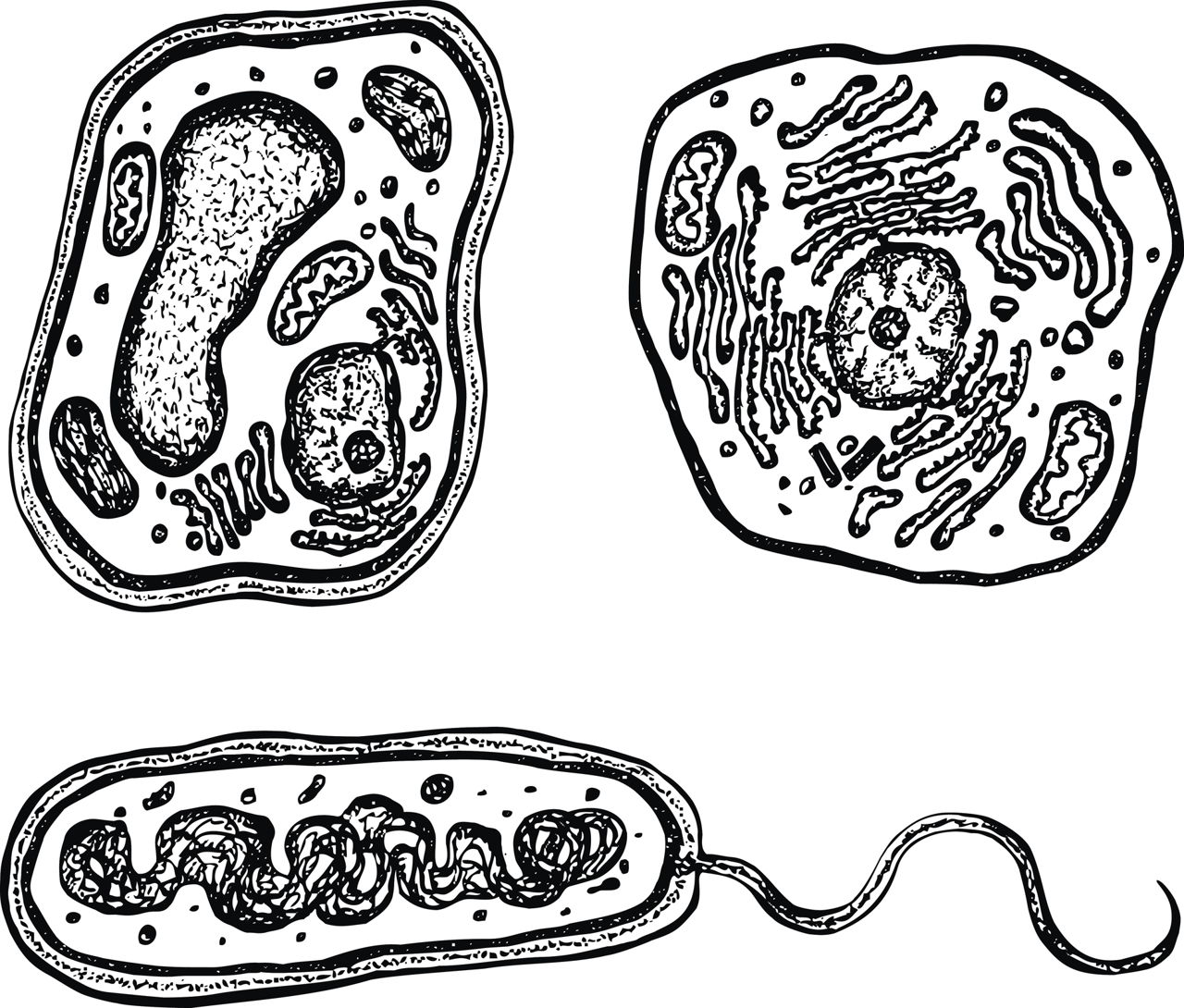 Information About the Smooth Endoplasmic Reticulum and Its ...