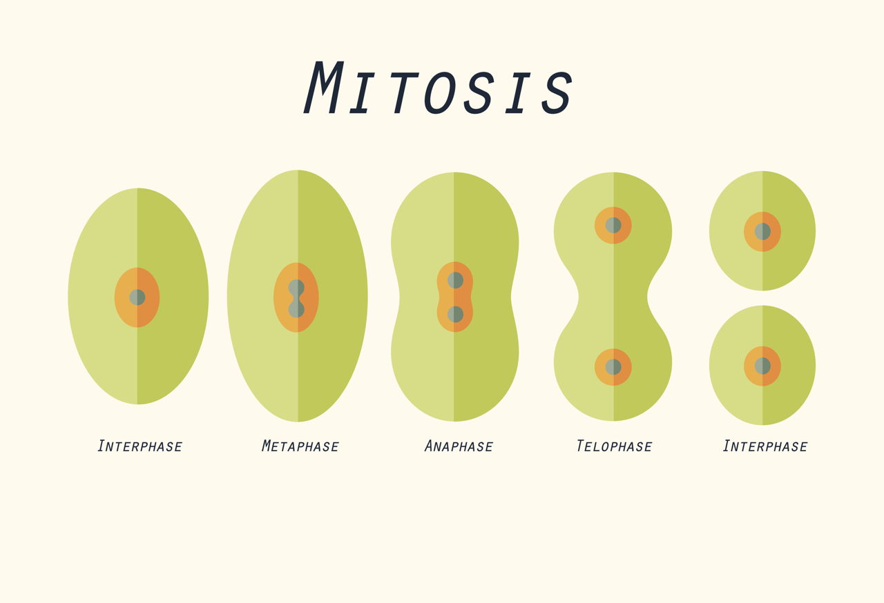 What is the difference between anaphase in mitosis and meiosis A Study Of The Basic Difference Between Mitosis And Meiosis Biology Wise