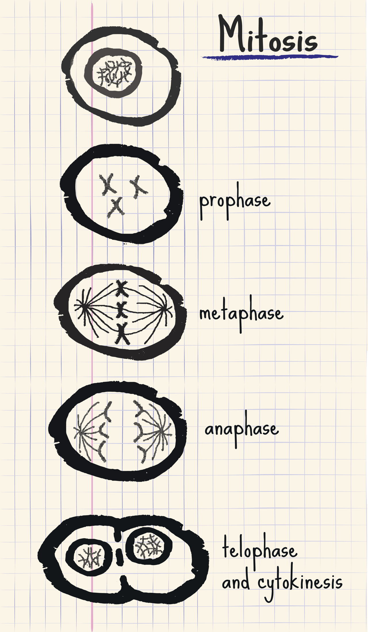 mitosis and meiosis difference