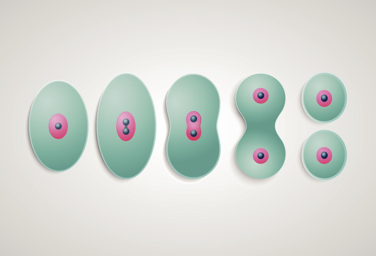 what is the advantage of meiosis