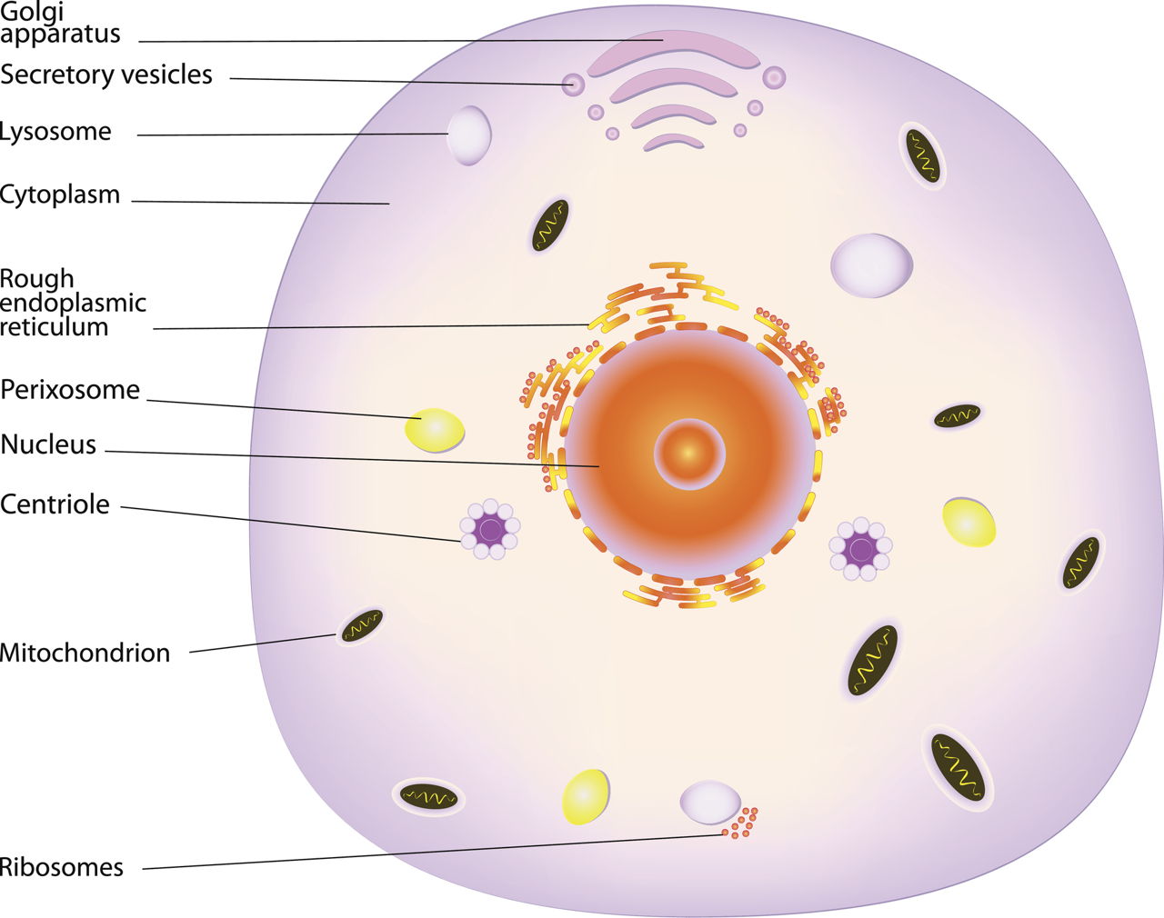 animal cell diagram cytoskeleton