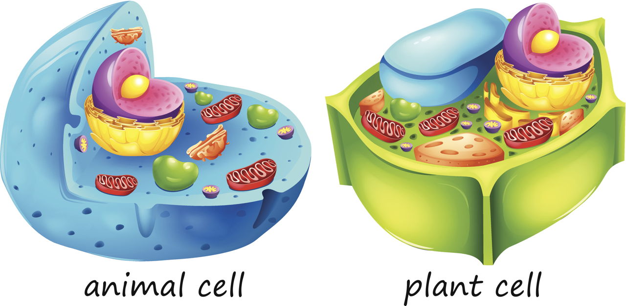 Plant and Animal Cell Similarities - Biology Wise