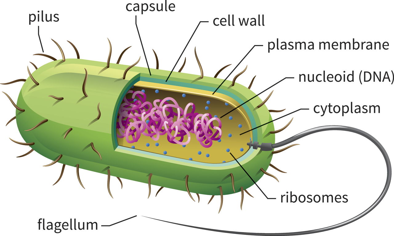 The Fascinating World of Cell Organelles and Their Functions - Biology Wise