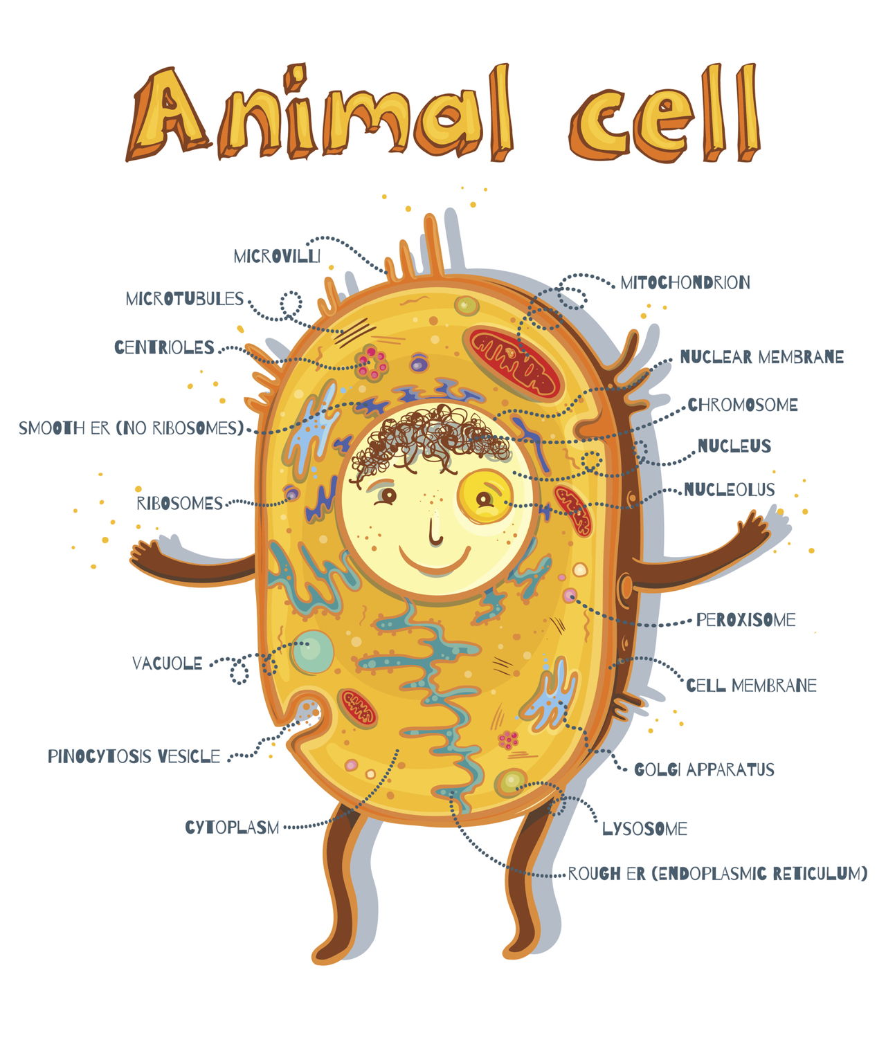 Animal Cell Parts - Biology Wise