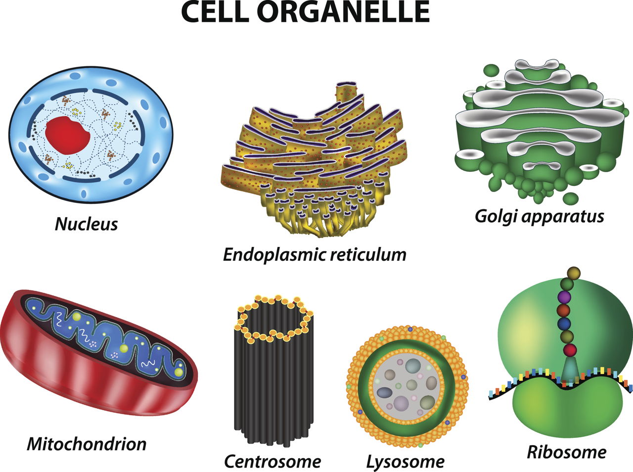 A Labeled Diagram of the Animal Cell and its Organelles - Biology Wise